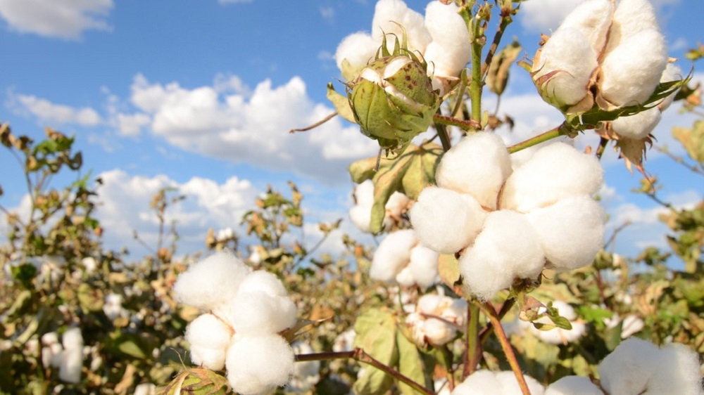 GMO Cotton